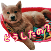Shibainu puppy 3 sticker #15769374