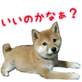 Shibainu puppy 3 sticker #15769375