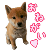 Shibainu puppy 3 sticker #15769376