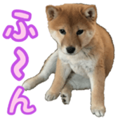Shibainu puppy 3 sticker #15769377