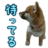 Shibainu puppy 3 sticker #15769378