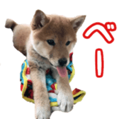 Shibainu puppy 3 sticker #15769379
