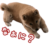 Shibainu puppy 3 sticker #15769380