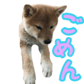 Shibainu puppy 3 sticker #15769381