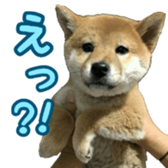 Shibainu puppy 3 sticker #15769382