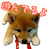 Shibainu puppy 3 sticker #15769383
