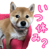 Shibainu puppy 3 sticker #15769384