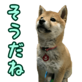 Shibainu puppy 3 sticker #15769385