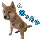 Shibainu puppy 3 sticker #15769386