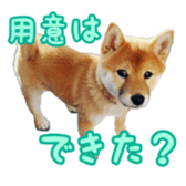 Shibainu puppy 3 sticker #15769387