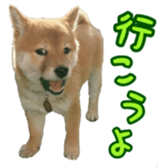 Shibainu puppy 3 sticker #15769388