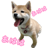 Shibainu puppy 3 sticker #15769389