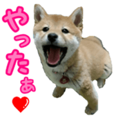 Shibainu puppy 3 sticker #15769391