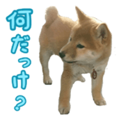 Shibainu puppy 3 sticker #15769392
