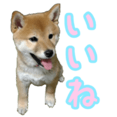 Shibainu puppy 3 sticker #15769393