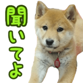 Shibainu puppy 3 sticker #15769395