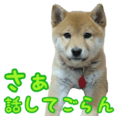 Shibainu puppy 3 sticker #15769396