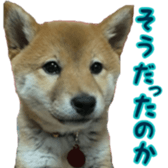 Shibainu puppy 3 sticker #15769397