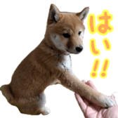 Shibainu puppy 3 sticker #15769398