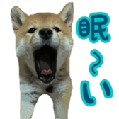Shibainu puppy 3 sticker #15769399