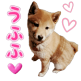 Shibainu puppy 3 sticker #15769400