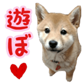 Shibainu puppy 3 sticker #15769401