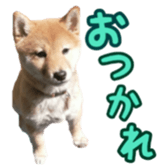 Shibainu puppy 3 sticker #15769402