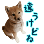 Shibainu puppy 3 sticker #15769403