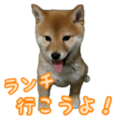 Shibainu puppy 3 sticker #15769404