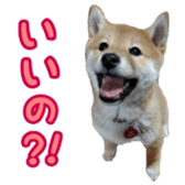 Shibainu puppy 3 sticker #15769405