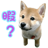 Shibainu puppy 3 sticker #15769406