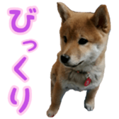Shibainu puppy 3 sticker #15769407