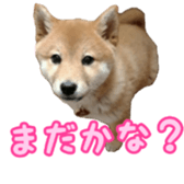 Shibainu puppy 3 sticker #15769408