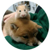 Shibainu puppy 3 sticker #15769409