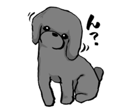 black poodle "BERU" sticker #15773842