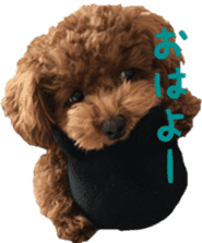 toy poodle moka sticker vol.1 sticker #15776242