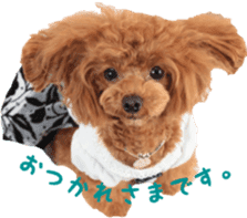 toy poodle moka sticker vol.1 sticker #15776244