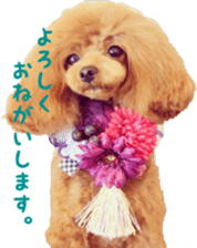 toy poodle moka sticker vol.1 sticker #15776245