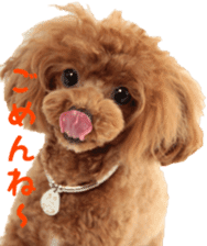 toy poodle moka sticker vol.1 sticker #15776247