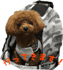 toy poodle moka sticker vol.1 sticker #15776248