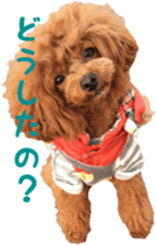 toy poodle moka sticker vol.1 sticker #15776251