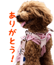 toy poodle moka sticker vol.1 sticker #15776252