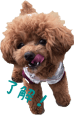 toy poodle moka sticker vol.1 sticker #15776253