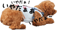 toy poodle moka sticker vol.1 sticker #15776254