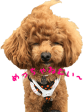 toy poodle moka sticker vol.1 sticker #15776255