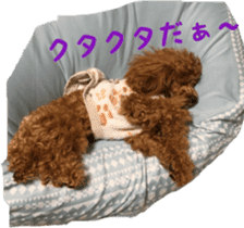 toy poodle moka sticker vol.1 sticker #15776256