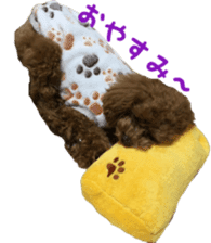 toy poodle moka sticker vol.1 sticker #15776257