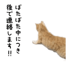 A stray cat moves 3 sticker #15776960