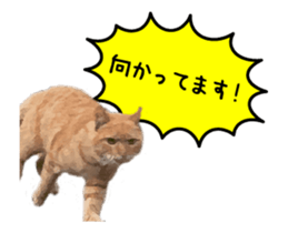 A stray cat moves 3 sticker #15776961