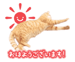 A stray cat moves 3 sticker #15776962